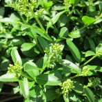 Vtáčí zob obyčajný (Ligustrum Vulgare) ´ATROVIRENS´ - výška 40-60 cm, kont. C2L